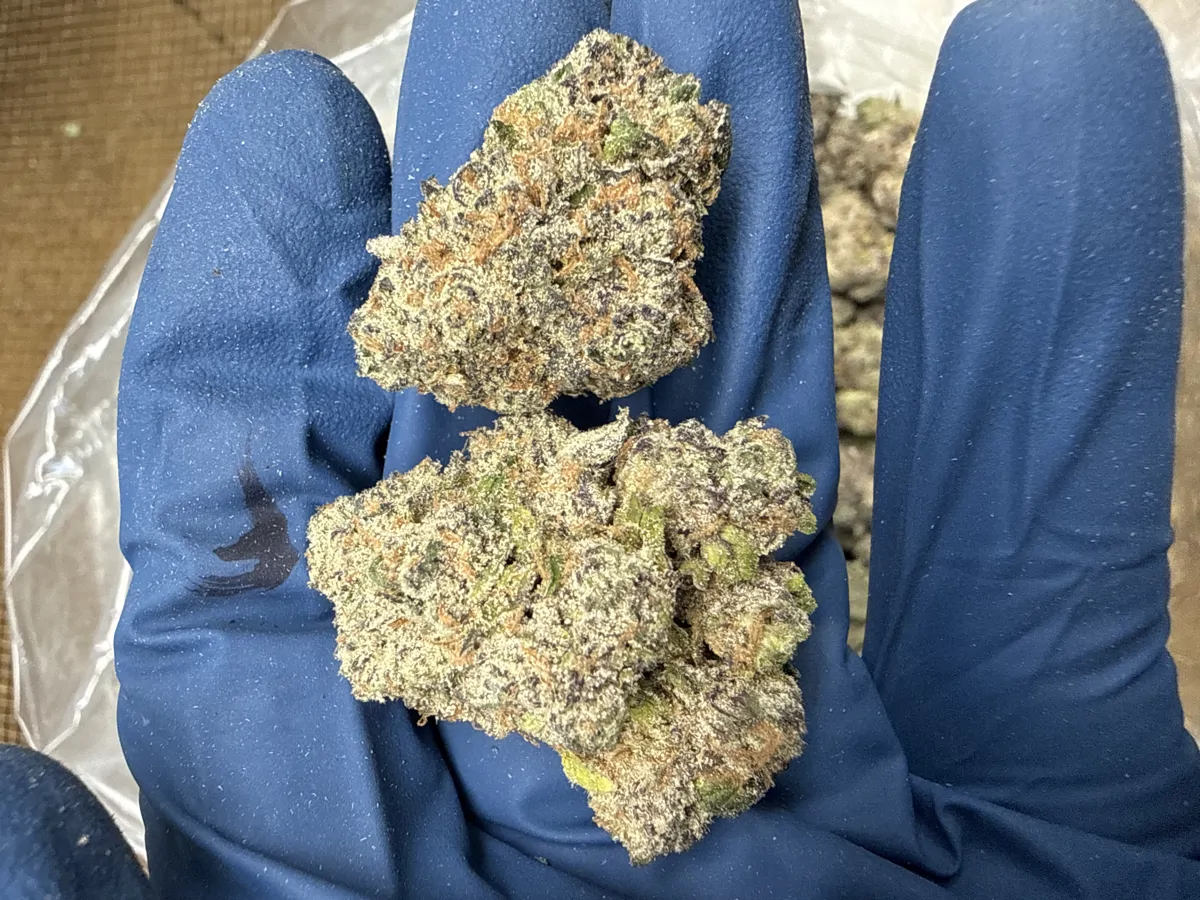 Purple Runtz Flower